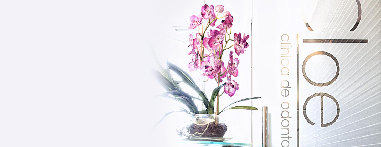 A plant with pink flowers sits on a table next to a glass door inside Clinica Cloe in Madrid.